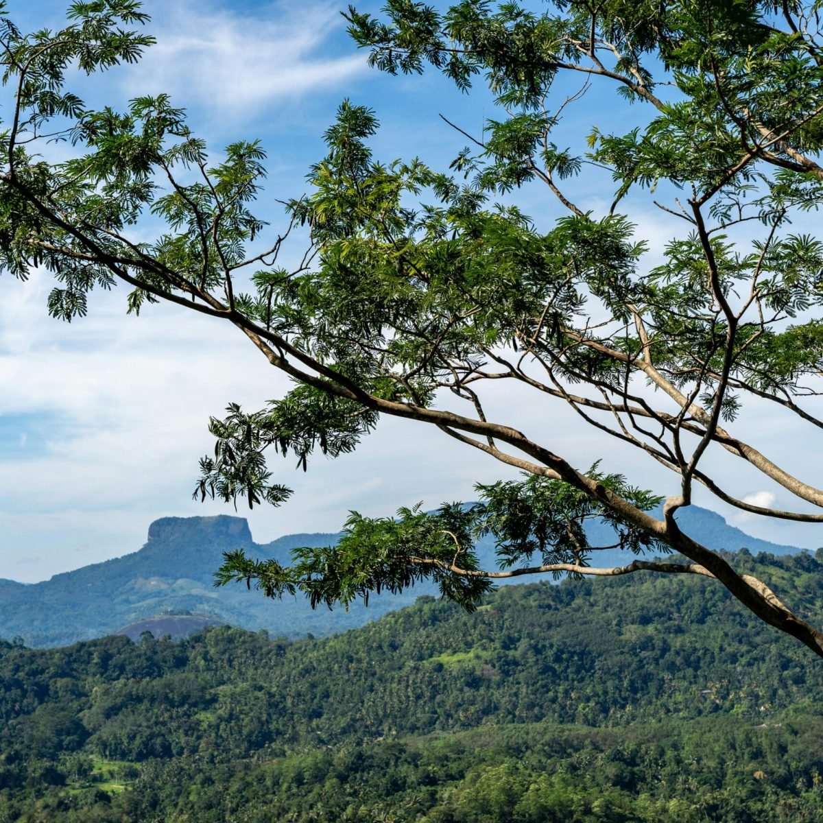 pexels-thilina-alagiyawanna-3266092-31001471